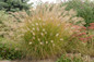 Prairie Winds Desert Plains Fountain Grass in Landscaping