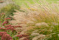 Prairie Winds Desert Plains Ornamental Grass