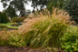 Prairie Winds Desert Plains Fountain Grass in the garden