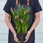 Pink Calla Lily Size 