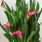 Pink Calla Lily Leaves and Flowers