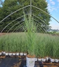 Prairie Winds® Apache Rose Switch Grass #1 pot