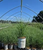 Prairie Winds® Apache Rose Switch Grass #2 pot
