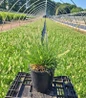 Little Bunny Fountain Grass #1 nursery pot