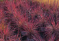 Prairie Winds Blue Paradise Little Bluestem Grass in the Fall