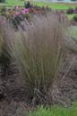 Prairie Winds Blue Paradise Little Bluestem in Landscape