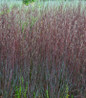 Blue Paradise Little Bluestem wine red foliage