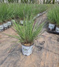 Blue Paradise Little Bluestem nursery container plant