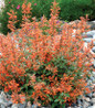 Kudos™ Mandarin Hummingbird Mint garden plant colorful display