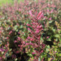 Morello Hummingbird Mint Flowers Close up