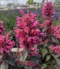 Morello Hummingbird Mint upright vibrant flower close up