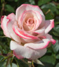 Pinkerbelle Rose double flower clusters
