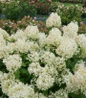 Puffer Fish Panicle Hydrangea white blooms