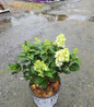 Tiny Quick Fire® Panicle Hydrangea #3 pot