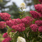 Berry White Hydrangea Blooming