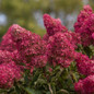 Berry White Hydrangea Growing