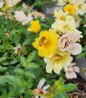 Lemon Drift Rose compact flowering shrub
