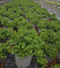 Lemon Drift Rose nursery container plant