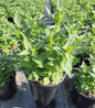 Hummingbird Mint in pot