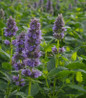 Hummingbird Mint violet blue flower spikes