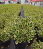 Silver Queen Euonymus variegated green foliage