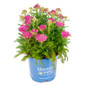 Achillea Milly Rock Rose in Bloomin' Easy pot