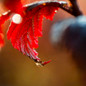 Fireside® Ninebark Leaf Closeup