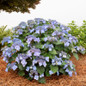 Endless Summer® Pop Star™ Hydrangea Shrub Covered in Blue Flowers