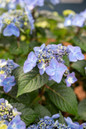 Endless Summer® Pop Star™ Hydrangea Blue Flowers
