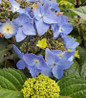 Pop Star Hydrangea purple blue flowers