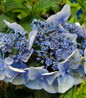 Pop Star Hydrangea close-up blue blossoms