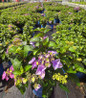 Endless Summer® Pop Star® Bigleaf Hydrangea in #2 pot