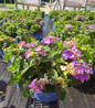 Endless Summer® Pop Star® Bigleaf Hydrangea in #3 container