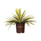 Color Guard Yucca in Southern Living Pot