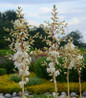 Color Guard Yucca flower close-up