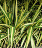 Color Guard Yucca variegated foliage