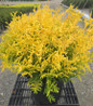 Vintage Gold False Cypress in black pot