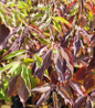 Silky Dogwood native deciduous shrub