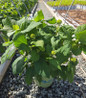 Haas' Halo Smooth Hydrangea growing in nursery pot