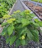 Haas' Halo Smooth Hydrangea growing in nursery pot
