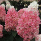 Magical® Ruby Snow Hydrangea Flowering