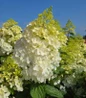 Magical Ruby Snow Hydrangea flowering shrub flower head close up