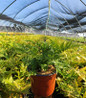 Brilliance Autumn Fern in pot