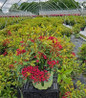 Pink Charm Mountain Laurel nursery #3 container