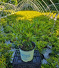 Pink Charm Mountain Laurel nursery #2 container