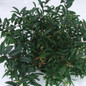 Squirt™ Compact Leucothoe  in Garden Planter