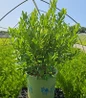 Bobee™ Northern Bayberry in pot