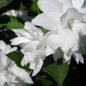Buckley's Quill Mock Orange Flowers