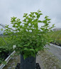 Buckley's Quill Mock Orange #3 container