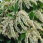 Avalanche Pieris Flowers